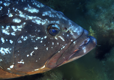 Agenzia/operatore Turistico Diving Center Mister Jump